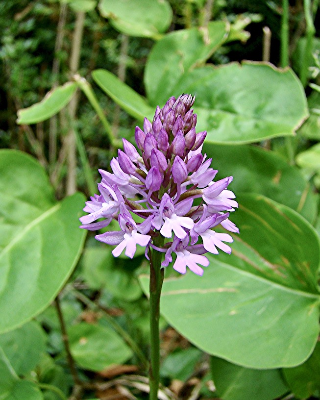 pyramidal